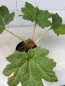 Preview: Gunnera manicata 1